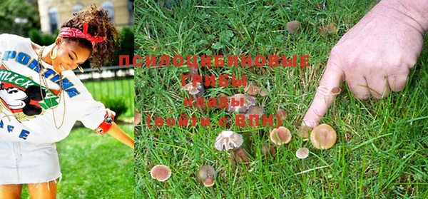 PSILOCYBIN Бронницы